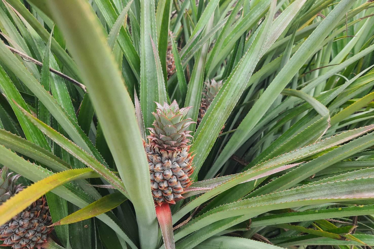 Chiang Rai: 2-Day Jungle Trek only walk with Waterfall