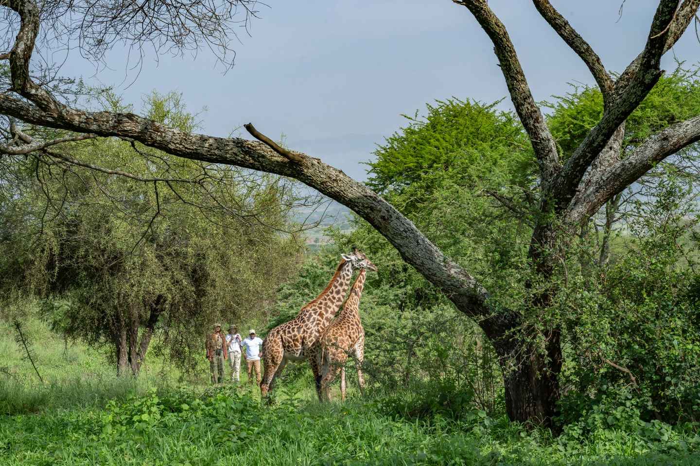 Walk With Giraffes: Entry Ticket - Walk With Giraffes: Entry Ticket