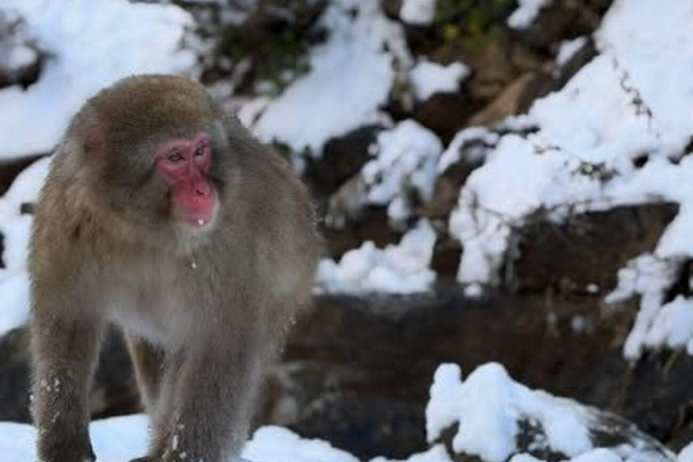 Tokyo: Nagano Day Trip with Snow Monkey Park & Temple.