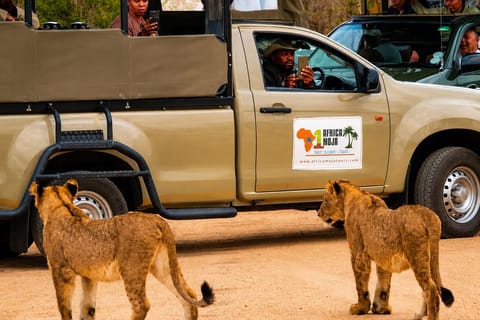 Kruger National Park 3 Days Best Ever Safari from Cape Town