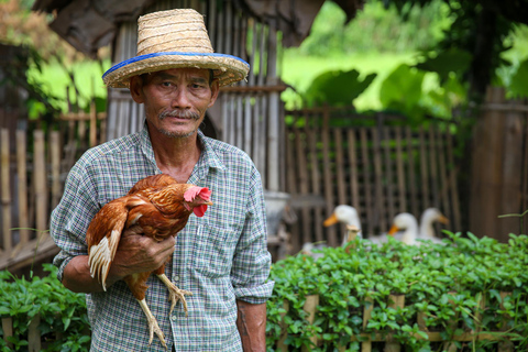 Chiang Mai: Experiência tailandesa com búfalos e plantação de arroz