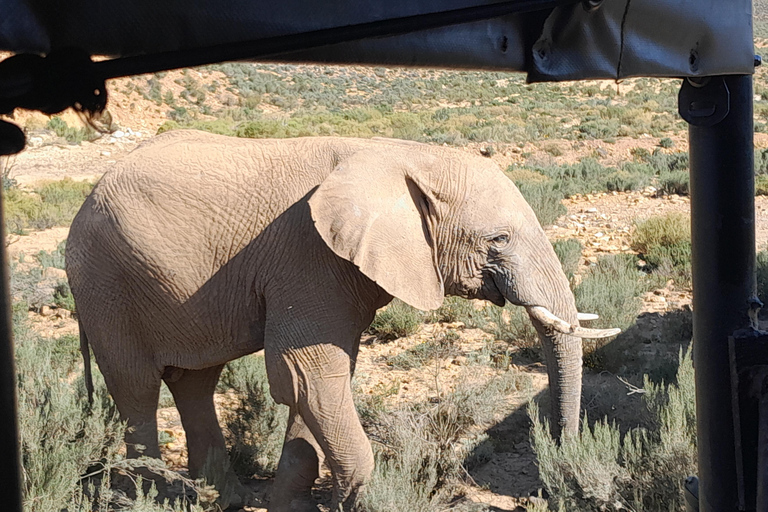 Cape Town Aquilla big sunset safari With transport & food aquila sunset bestseller