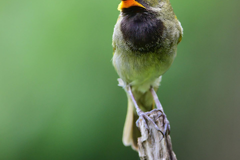 Visite privée du sanctuaire d&#039;oiseaux de RocklandDepuis Montego Bay