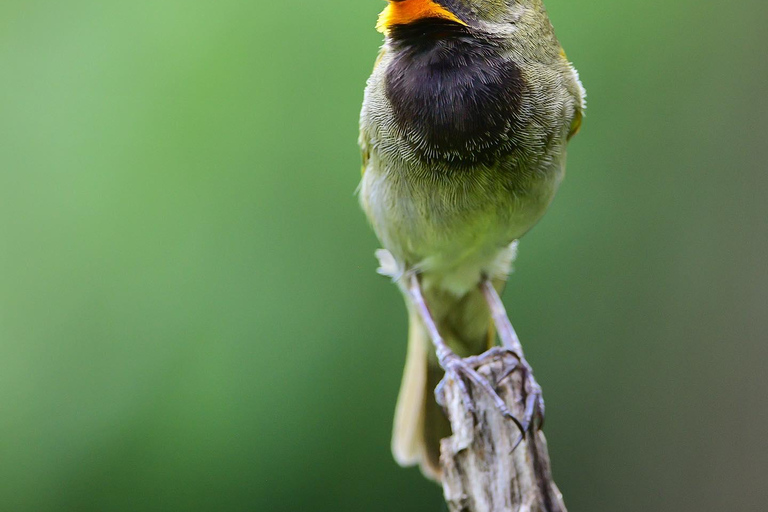 Rockland Bird Sanctuary Private Tour From Montego Bay