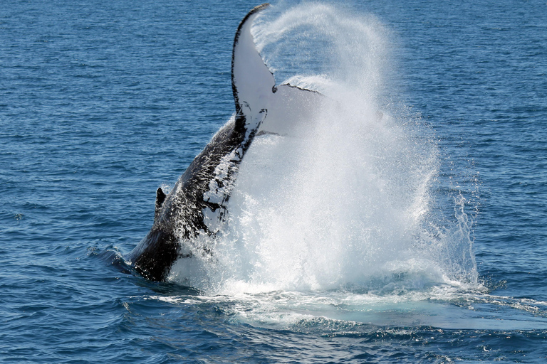 Hervey Bay: Half-Day Whale Watching Cruise Hervey Bay: Half Day Exciting Whale Watching Adventure