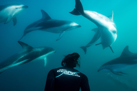 Kaikōura: Small Group Tour- optional Whale, Dolphin, Zipline Kaikōura Day Tour + Swim with Dolphins