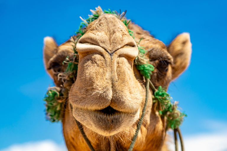 Las Vegas: Desert Camel Ride