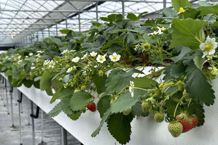 Jeju: Kersenbloesem en aardbeien plukken tour in kleine groep