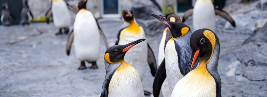 Sapporo : Zoo d'Asahiyama et Ningle Terrace (avec prise en charge)