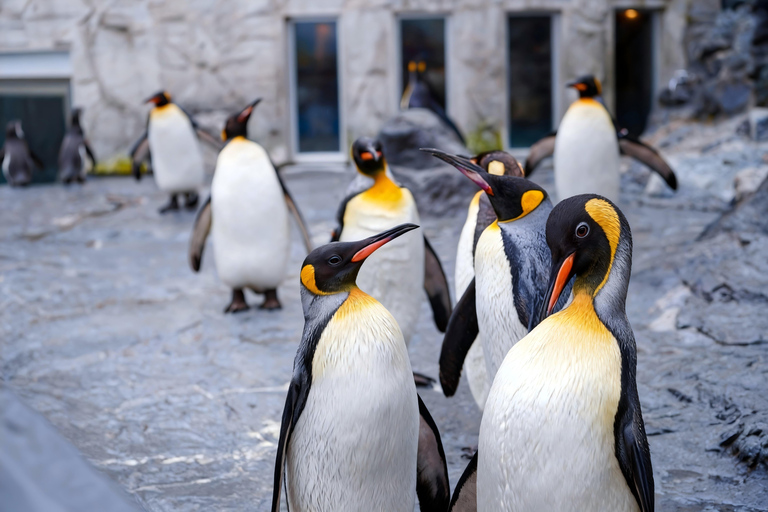 Sapporo : Excursion d&#039;une journée à Bibai Snowland, Otaru et la chocolaterie8:10 Rendez-vous à la tour de télévision de Sapporo