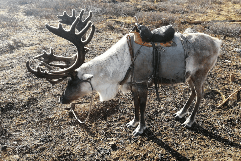 North Mongolia: 13-Day Reindeer Family Visiting Tour