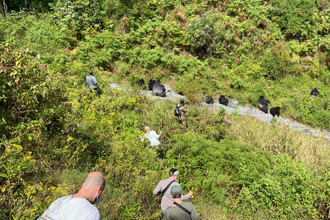 Circuit de 4 jours au Rwanda et en Ouganda pour faire du trekking avec les gorilles