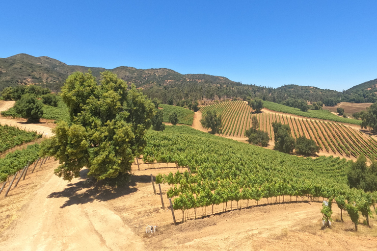 Curacaví Valley: Private Wine Tour of Viña Lopez Pangue and El Cuadro Curacaví Valley: Private Wine Route Tour - Viña Lopez Pangue and El Cuadro