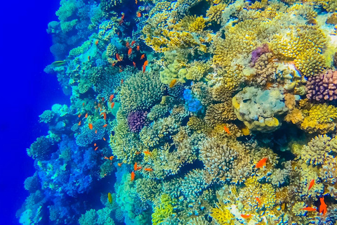 From Sharm: Discover Dahab With Snorkeling &amp; Optional Diving
