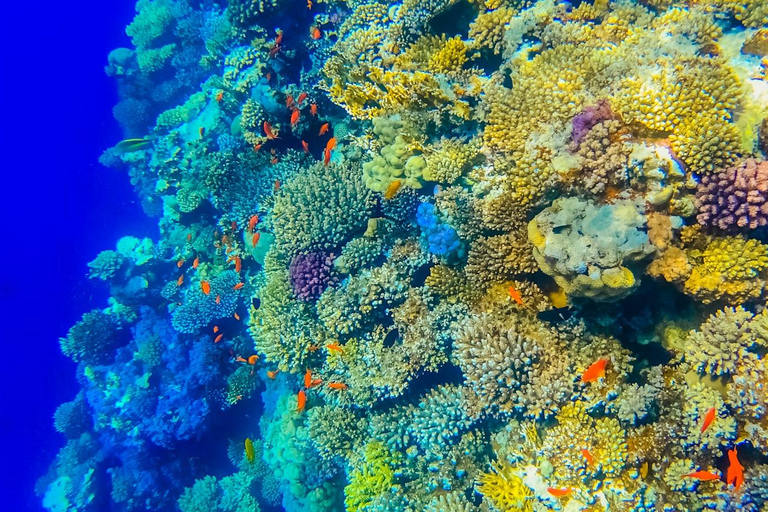 From Sharm: Discover Dahab With Snorkeling &amp; Optional Diving