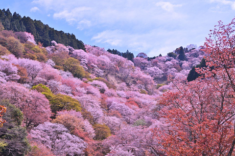 Cherry Blossom Buddha and Mt.Yoshino Tour From Osaka