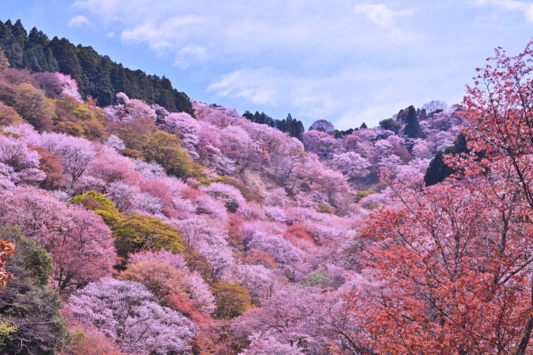 Cherry Blossom Buddha and Mt.Yoshino Tour From Osaka