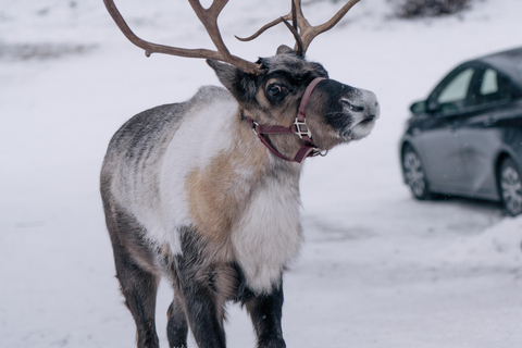 Fairbanks: Passeio de rena com transporte