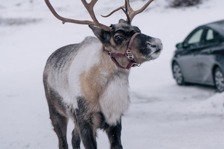 Fairbanks: Passeio de rena com transporte