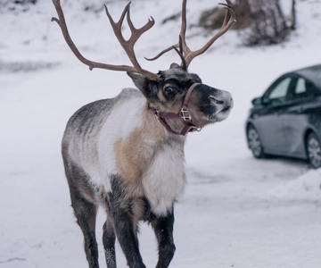 Fairbanks: Rentierwanderung mit Transport
