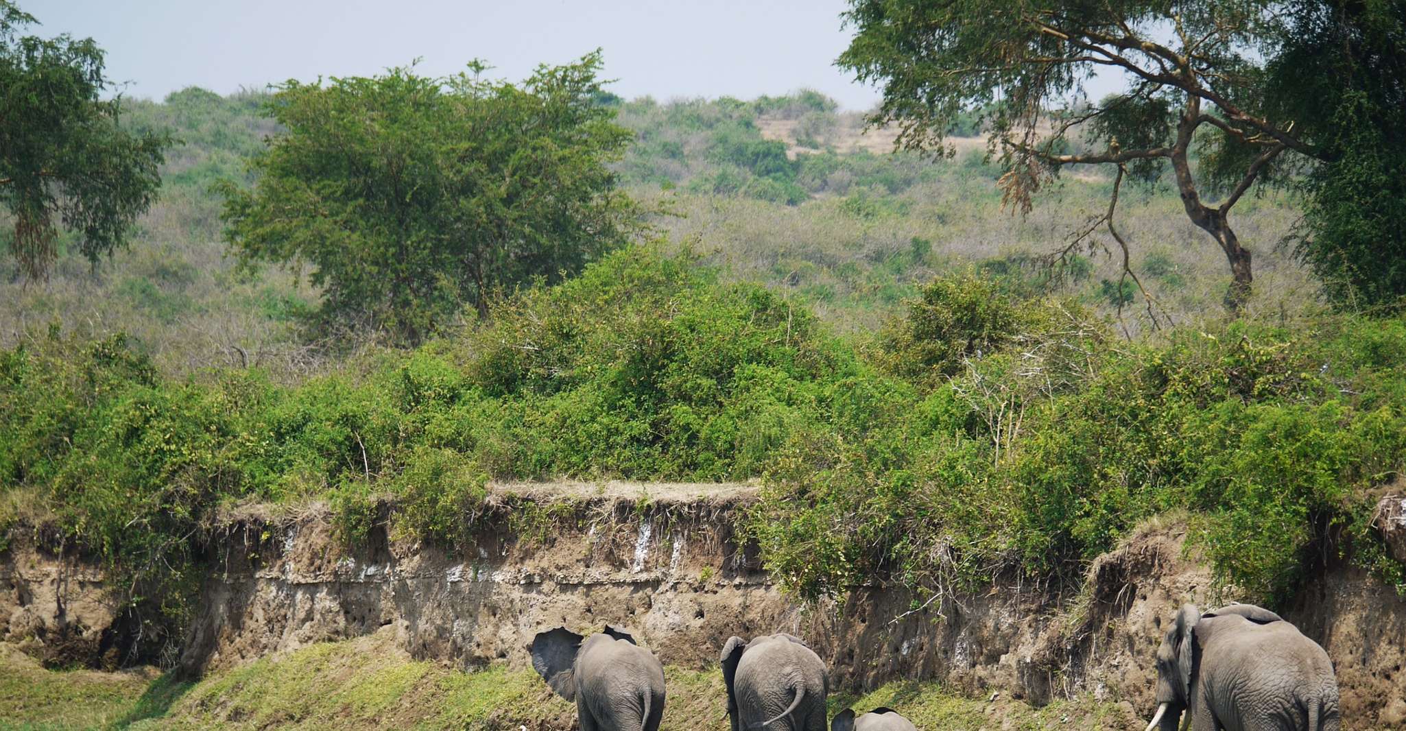 9 Tage Best of Uganda Safari mit Gorillas - Hizvo