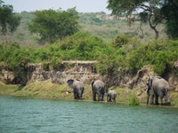 9 Tage Best of Uganda Safari mit Gorillas - Hizvo