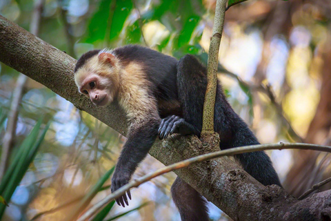 Carara National Park: Guided Walk Carara Costa Rica Nature