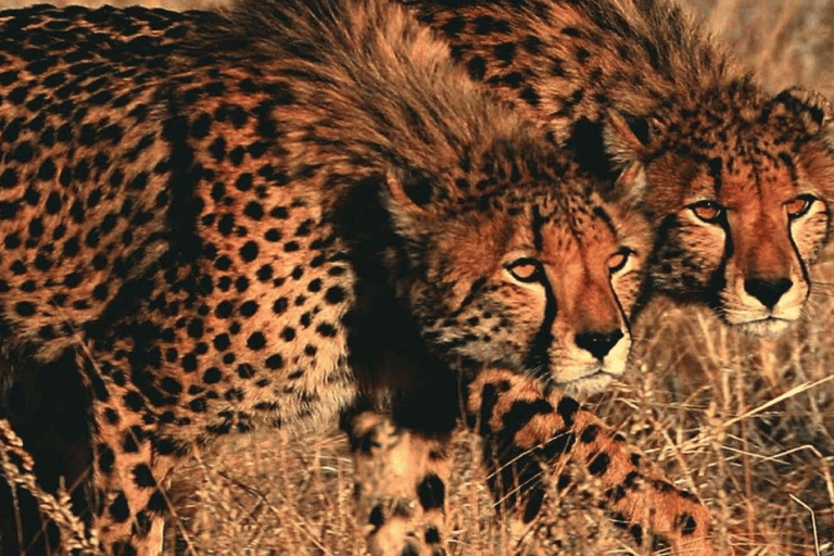 Joanesburgo: Safari de 2 dias no Kruger Big 5 Luxury Lodge Fly-InJoanesburgo: safári de 2 dias no Kruger Big 5 Luxury Lodge Fly-In