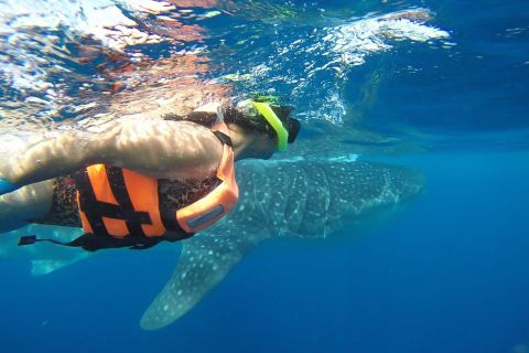 Da Cancún: snorkeling di mezza giornata con gli squali balena