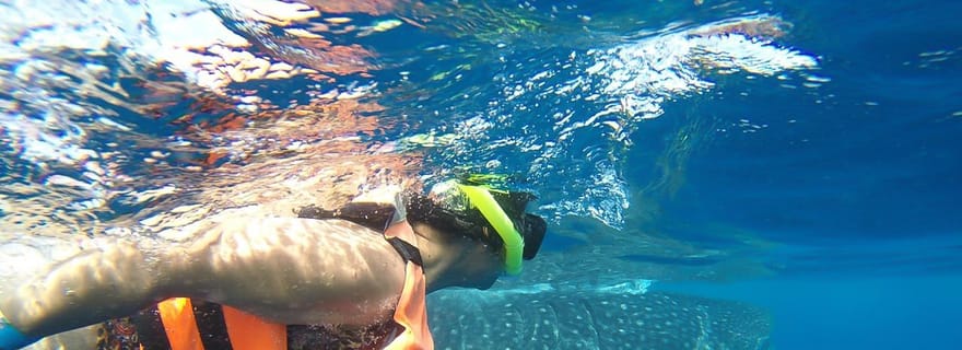 Au départ de Cancún : demi-journée de plongée en apnée avec les requins-baleines