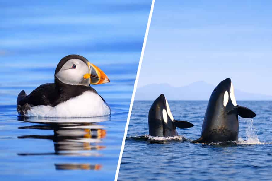 Bleik: Whale Watching und Papageientaucher-Safari mit dem Festrumpfschlauchboot. Foto: GetYourGuide Bleik: Whale Watching und Papageientaucher-Safari mit dem Festrumpfschlauchboot. Foto: GetYourGuide