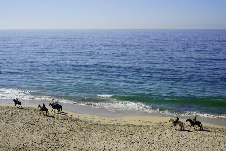 Tobago: Scenic Buccoo Bay Horseback Trail Ride