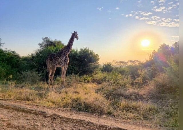 Nairobi: Lake Naivasha & Amboseli National Park 3-day safari