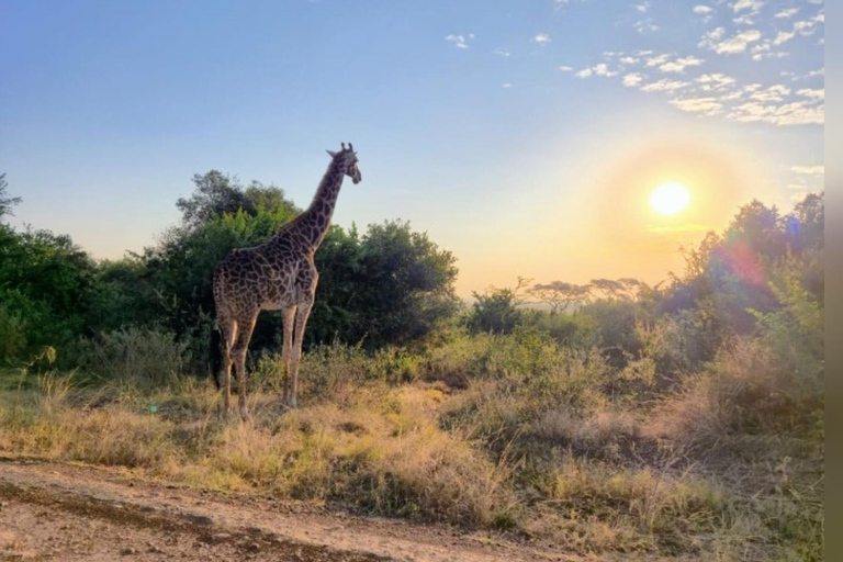 Nairobi: Lake Naivasha & Amboseli National Park 3-day safari L. Naivasha, Hell's gate & Amboseli National Park 3-day tour