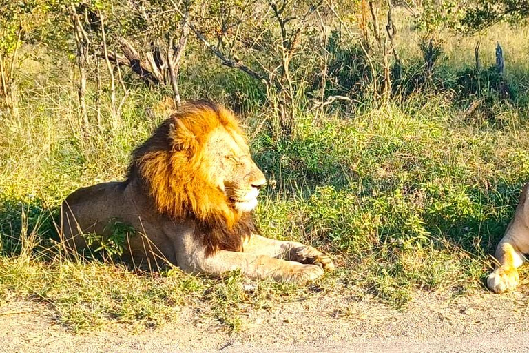 Explore o Kruger Park e Sabi Sands por 4 dias e 3 noitesExplora Joanesburgo: 4 dias no Parque Nacional Kruger