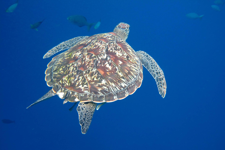 Phuket/Khao Lak: Snorkel Bliss to Similan Island by Powercat Hotel pickup in Khao Lak