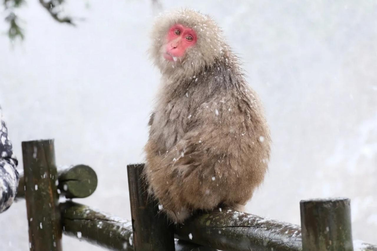 Tokyo: Nagano Snow Monkeys or Shrine or Snow Hut Day Trip Package 2: Togakushi Shrine Itinerary