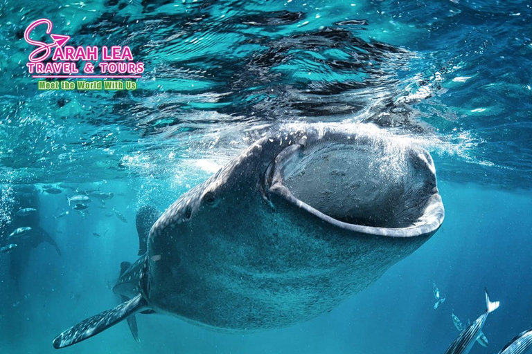 BREATHTAKING SOUTH CEBU WHALESHARK ADVENTURE