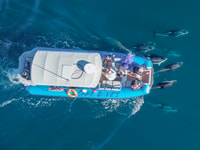 Dana Point Fast & Fun Amodiac Dolphin et Whale Watching Watching - Housity