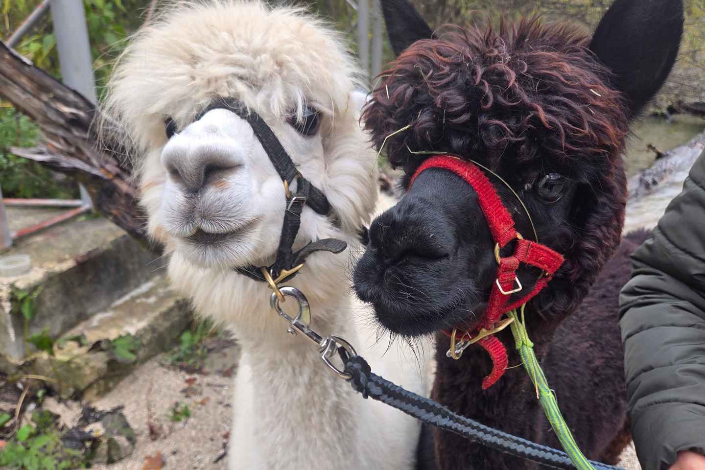 Walking with alpacas - Domačija Loncnar - Bohinj