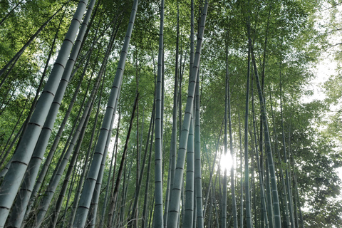 Kyoto: Tour mattutino con guida in inglese