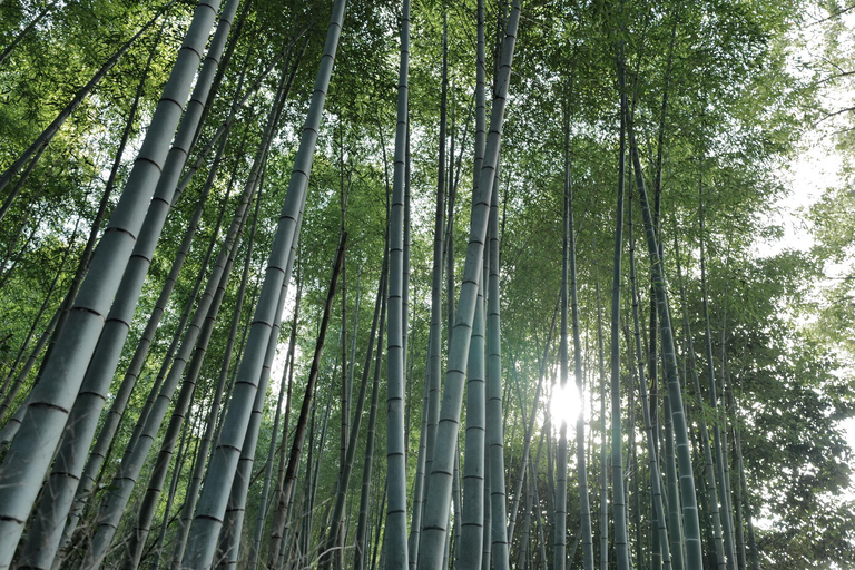 Kyoto: Tour de manhã cedo com guia de turismo que fala inglês