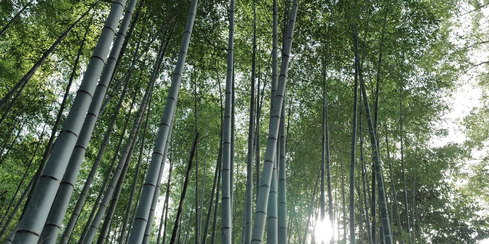 Kyoto experience — temples, geisha, bamboo grove — image 11