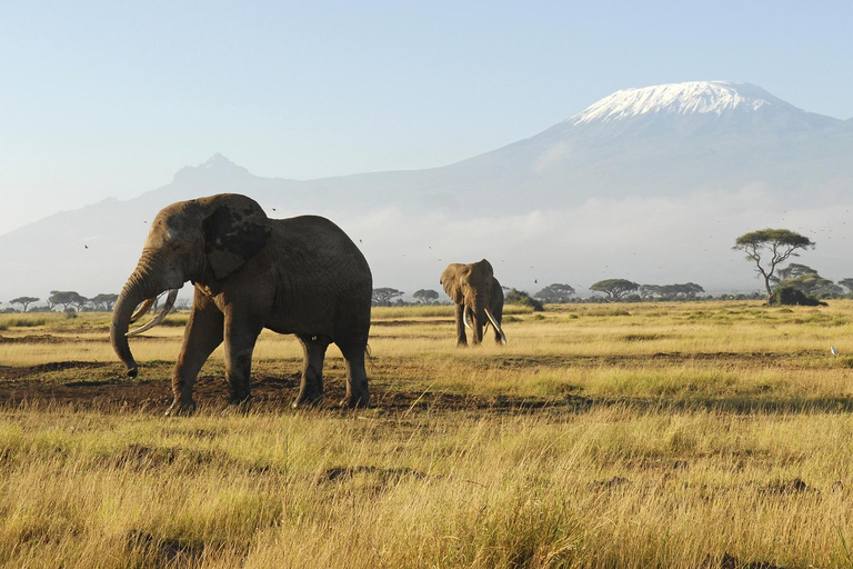 Circuit de groupe de 2 jours dans le parc national d&#039;Amboseli (lundi-lundi-samedi)2 jours d&#039;excursion en groupe dans le parc national d&#039;Amboseli (lundi-lundi-samedi)