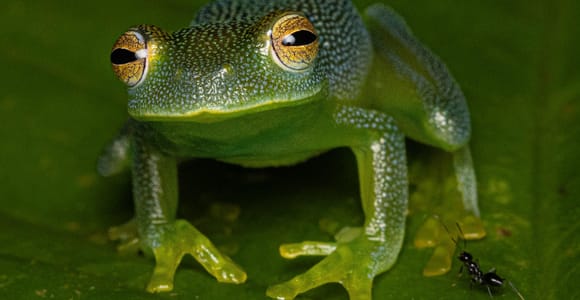 Manuel Antonio: Jungle Night Tour and Buttlerfly Garden