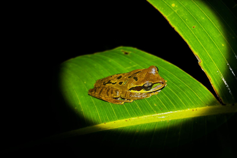 Monteverde: Caminhada nocturna pela floresta com um guia