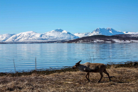 Tromsø: Fjordabenteuer in kleiner Gruppe, vor OrtFjordabenteuer in der Kleingruppe, mit Einheimischen!