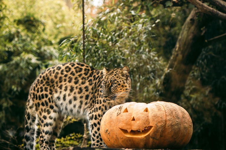 Ypres: Bellewaerde Theme Park Entry Ticket Entry Tickets low season