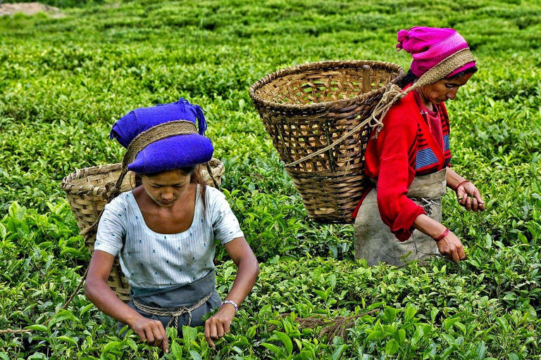 Excursión de un día a Ella: con visita a una fábrica de té desde Colombo