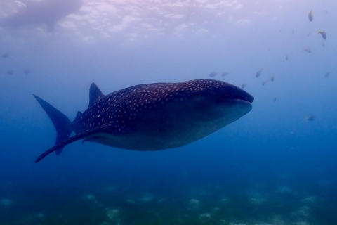 Cebu : visite privée du requin-baleine et de la cascade mystérieusePlongée avec masque et tuba avec le requin-baleine et visite des chutes d'eau mystérieuses